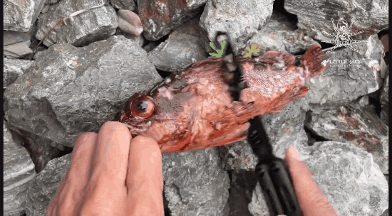 Little Jack BUTTERFLY FISHING TOOL